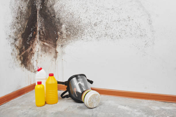 Best Preventive Mold Services in White Bear Lake, MN