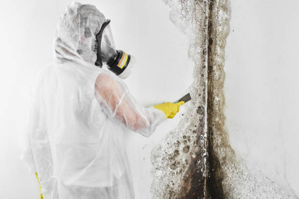 Best Industrial Mold Remediation in White Bear Lake, MN