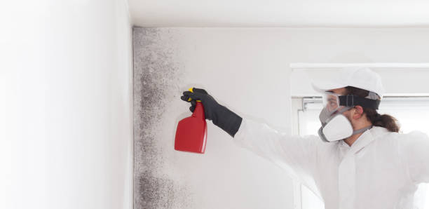 Best Insurance-Related Mold Remediation in White Bear Lake, MN