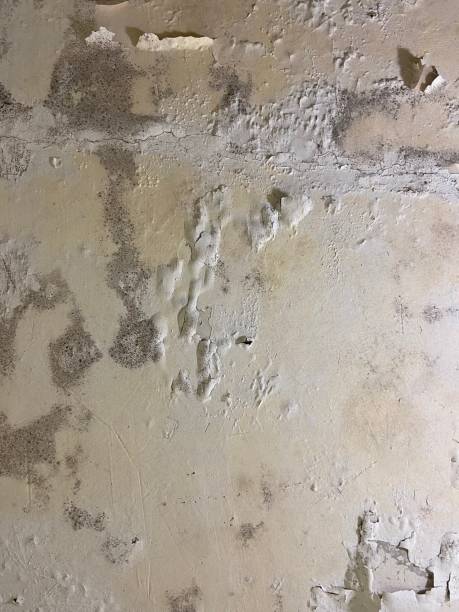 Best Kitchen Mold Remediation in White Bear Lake, MN