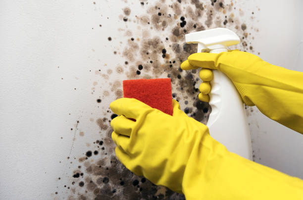 Best Residential Mold Remediation in White Bear Lake, MN