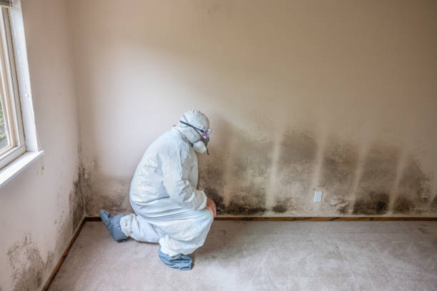 Best Crawl Space Mold Remediation in White Bear Lake, MN