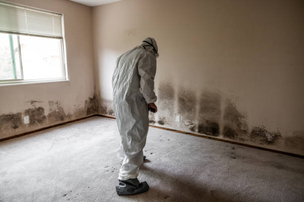 Best Industrial Mold Remediation in White Bear Lake, MN