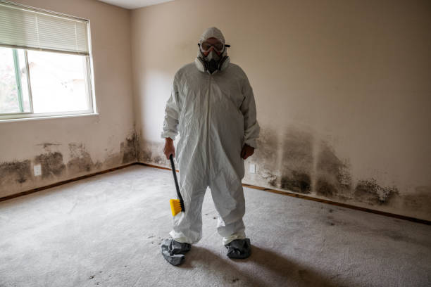 Best Post-Flood Mold Remediation in White Bear Lake, MN
