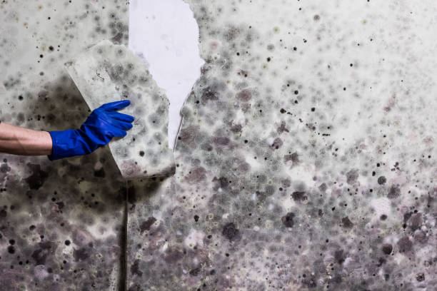 Best Localized Mold Remediation (e.g., coastal areas, humid climates) in White Bear Lake, MN