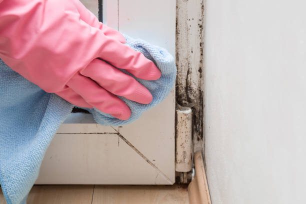Best Mold Testing and Inspection Services in White Bear Lake, MN