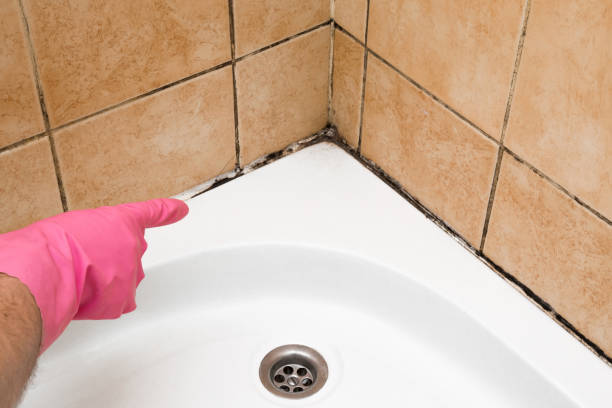 Best Attic Mold Remediation in White Bear Lake, MN