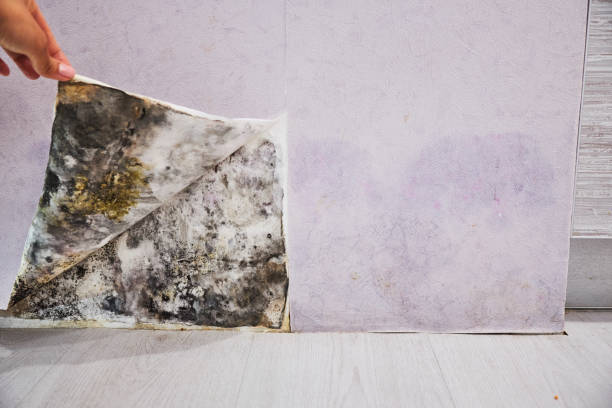 Best Basement Mold Remediation in White Bear Lake, MN